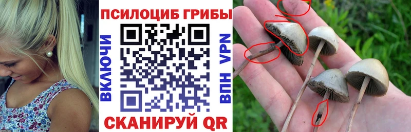 Псилоцибиновые грибы Psilocybine cubensis  Купить  Троицк 